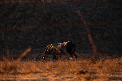 Foto profissional grátis de campina, cavalo, cenário