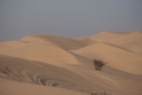 Free Peaceful desert scene featuring sweeping sand dunes and a lone tree under a clear sky. Stock Photo