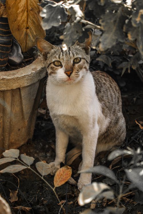 Free Explore the curious nature of a cat sitting amidst lush garden foliage, captured in a natural environment. Stock Photo