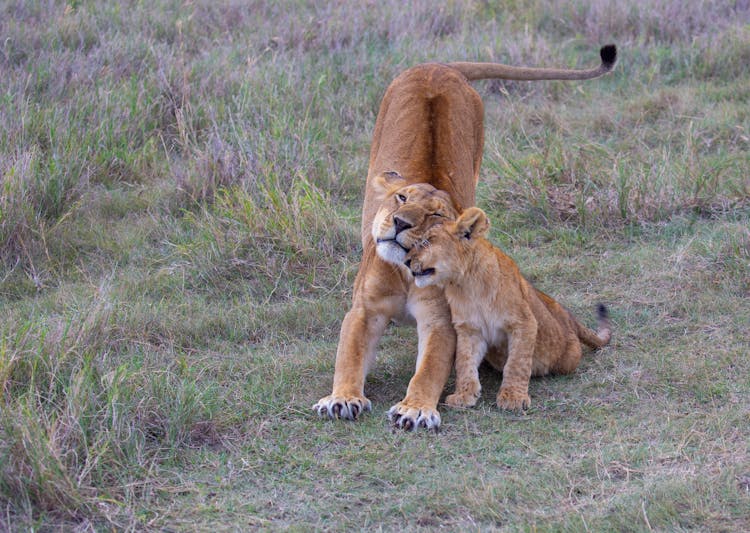 Lioness And Cub In Nature