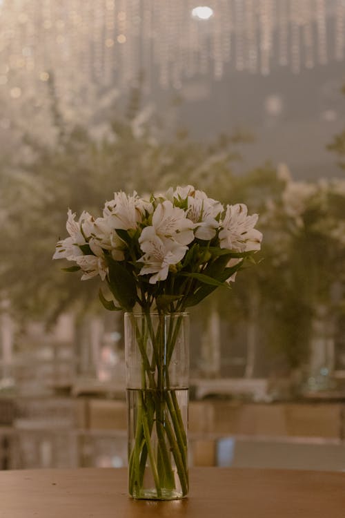 Foto profissional grátis de branco, fechar-se, flores