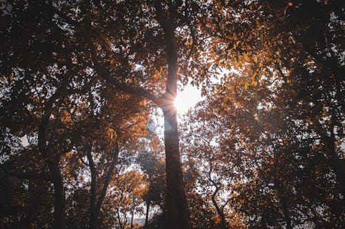 Foto d'estoc gratuïta de arbres, caure, clareja