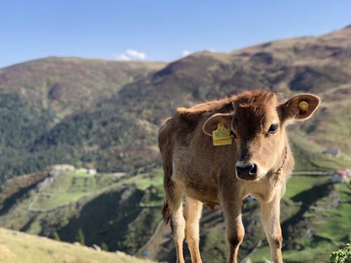 A Brown Calf with Tags in Their Ears, Mountains in the Background