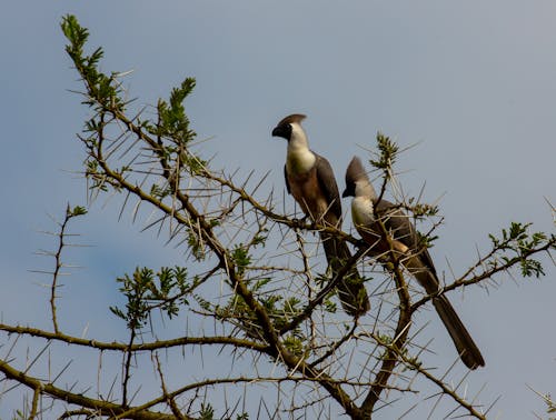 Hornbill Birds on Branches