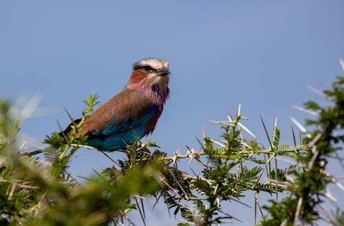 Lilac-breasted Roller on Branches with Spikes