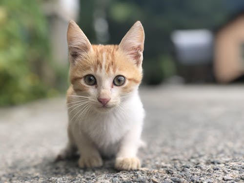 Close up of Kitten on Asphalt