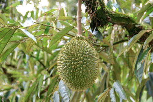 Close-up of a Green Fruit on a Tree Branch 