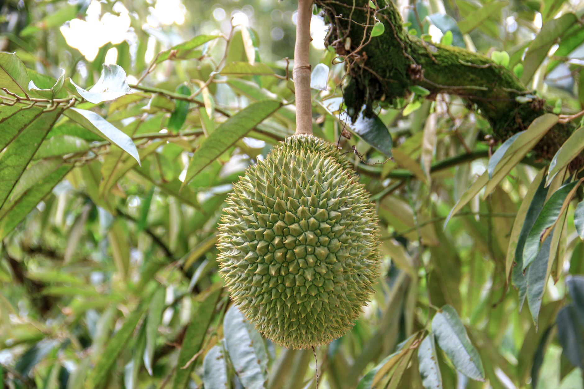 Mengapa Makan Buah Durian Baik untuk Kesehatan Tulang