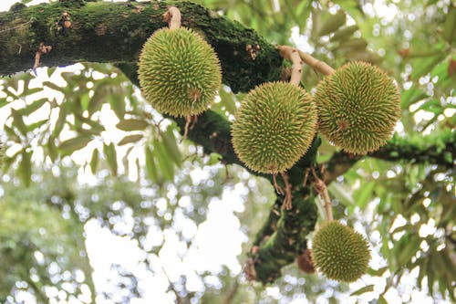 Fotos de stock gratuitas de árbol de durian, Árbol frutero, d24