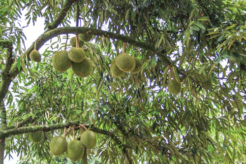 Gratis arkivbilde med asiatiske frukter, d24, durian