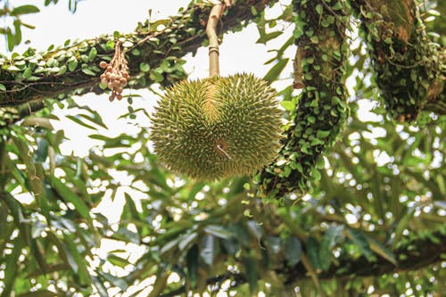 Základová fotografie zdarma na téma asijské ovoce, d24, durian