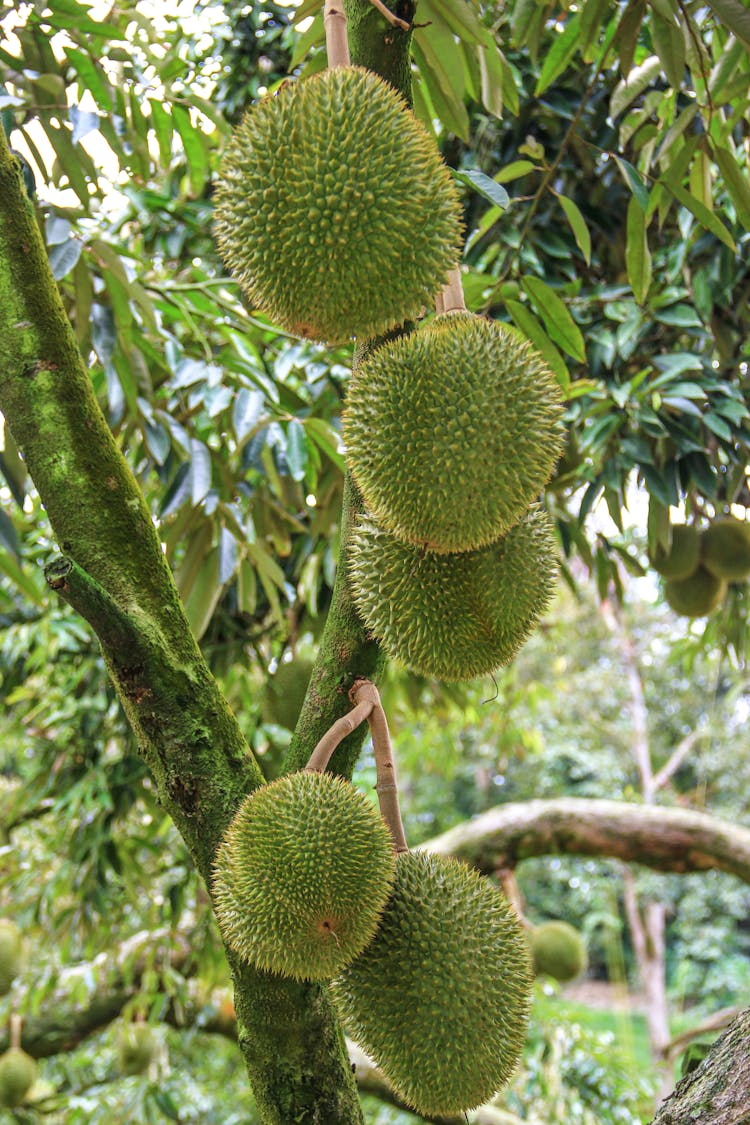 Close-up Of Durian Fruits 