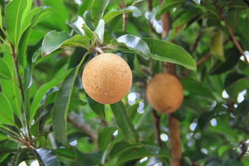 アジアの果物, フルーツキング, 果樹の無料の写真素材