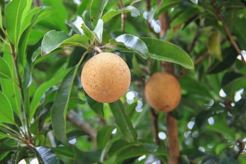 Fruits