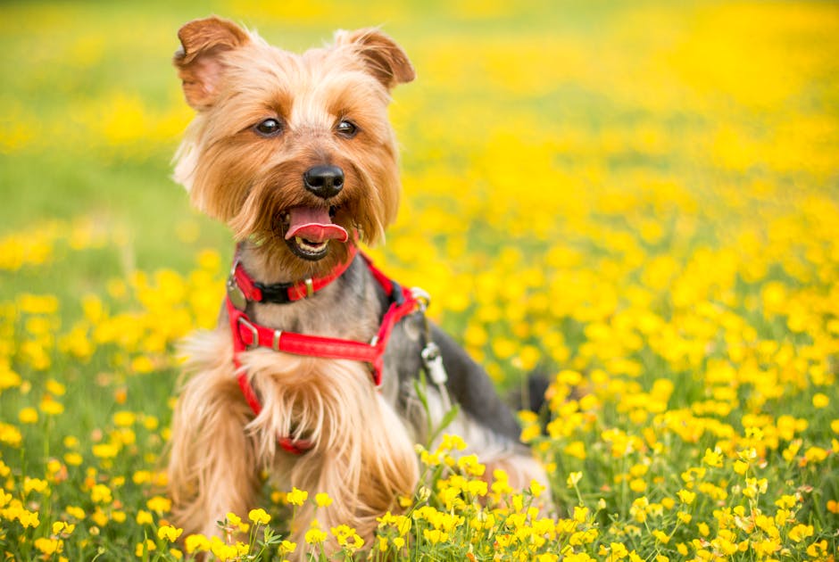 Tan and Black Yorkshire Terrier