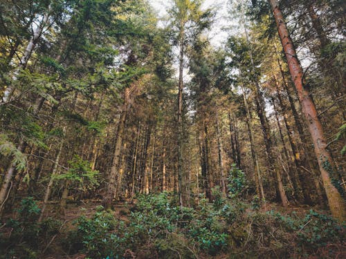 Foto profissional grátis de alto, denso, floresta