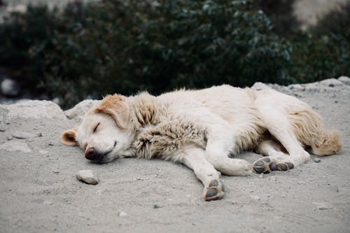 Gratis stockfoto met aan het liegen, aarde, dierenfotografie