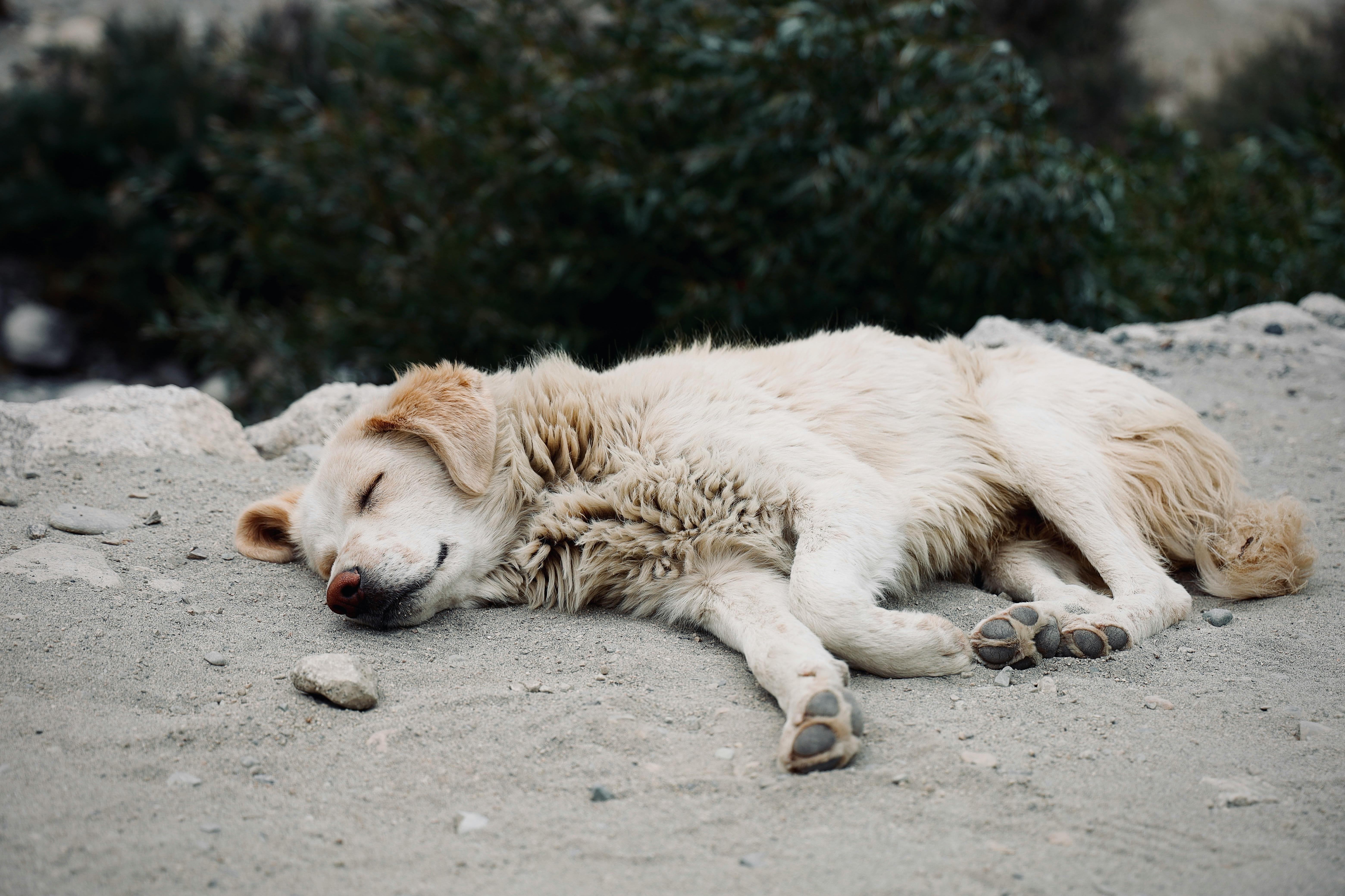 White Dog Sleeping on Ground · Free Stock Photo