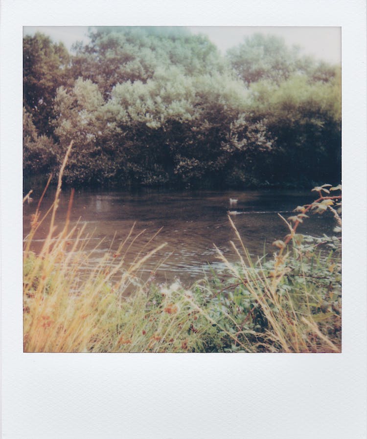 Rushes And Trees Around River