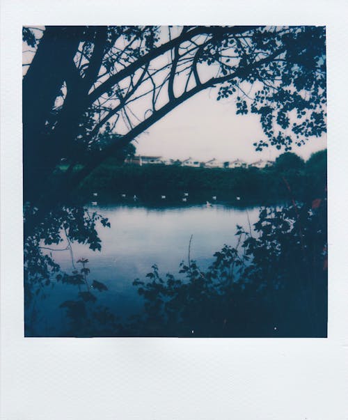 Tree and Bushes by Lake in Countryside