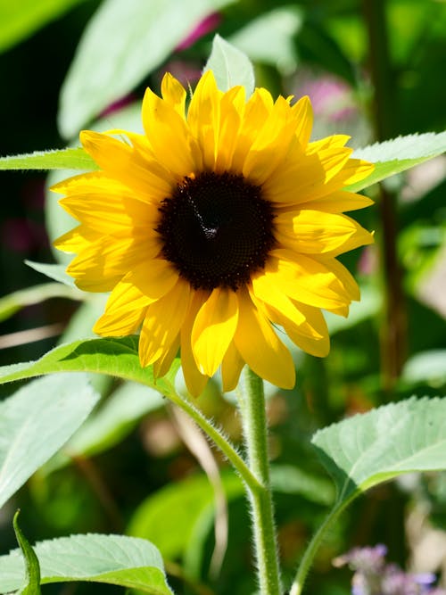 Close=up of a Sunflower 