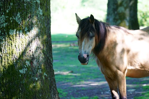 Horse Standing next to a Tree 