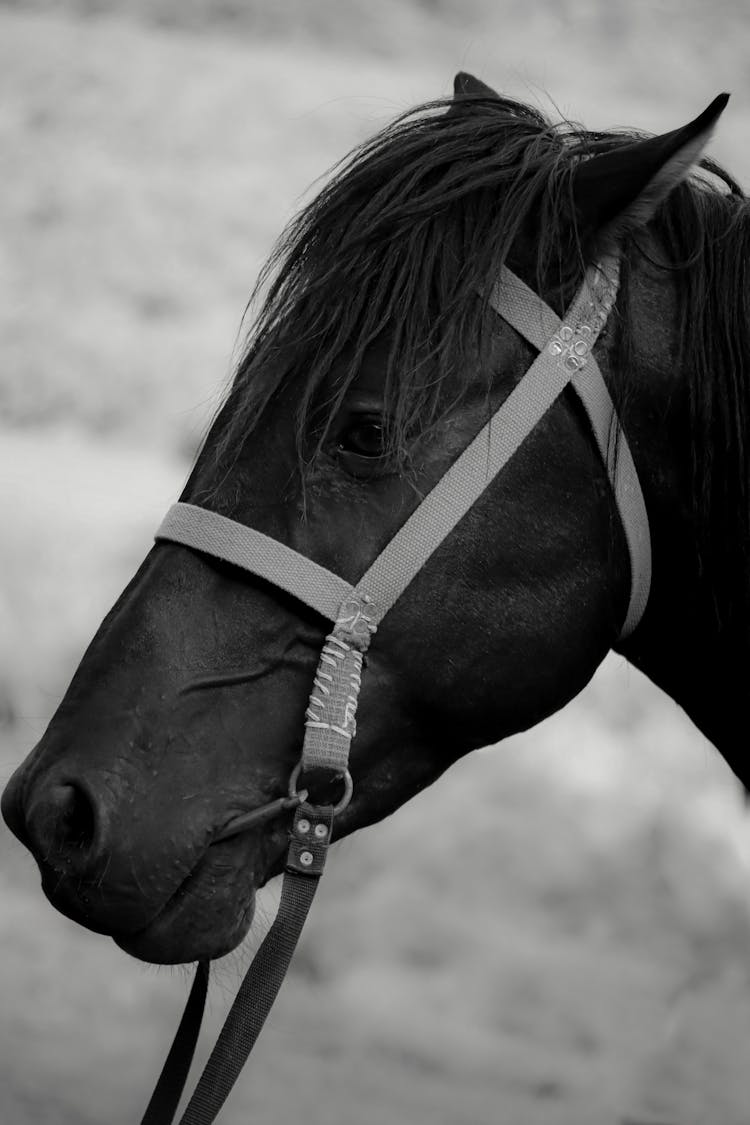 Horse Head In Black And White