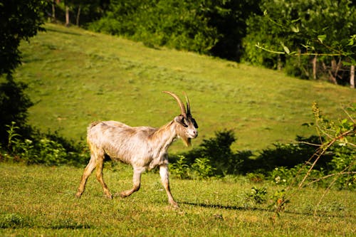 Close-up of a Goat Walking on the Pasture 