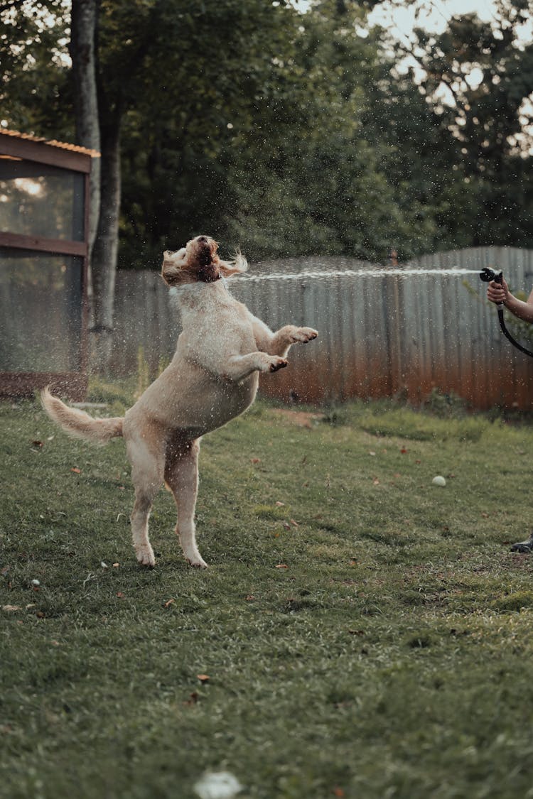 Dog Getting Sprayed With Garden Hose 