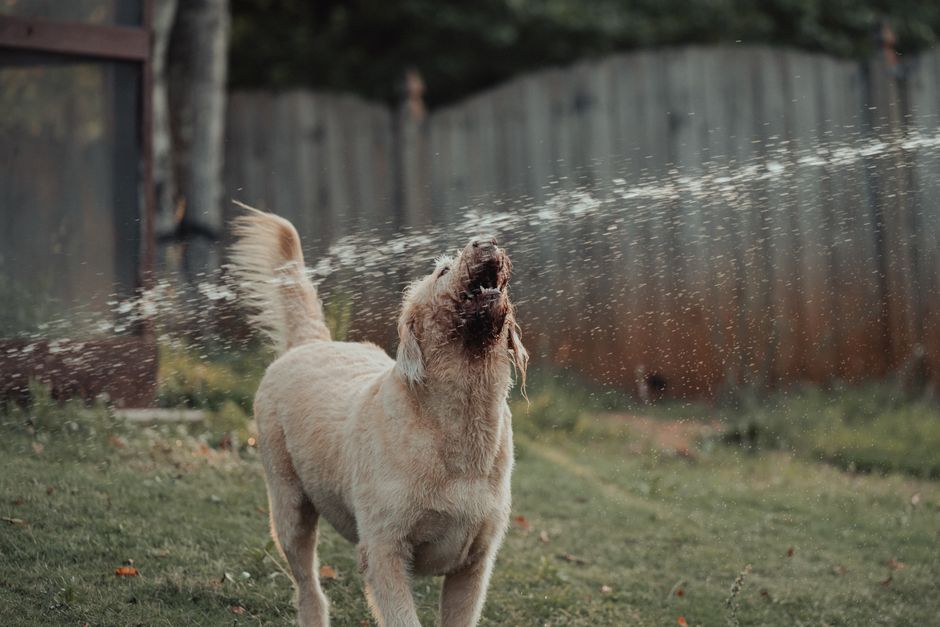 Pet Insurance for Emergency Water Rescue for Pets UK 2026