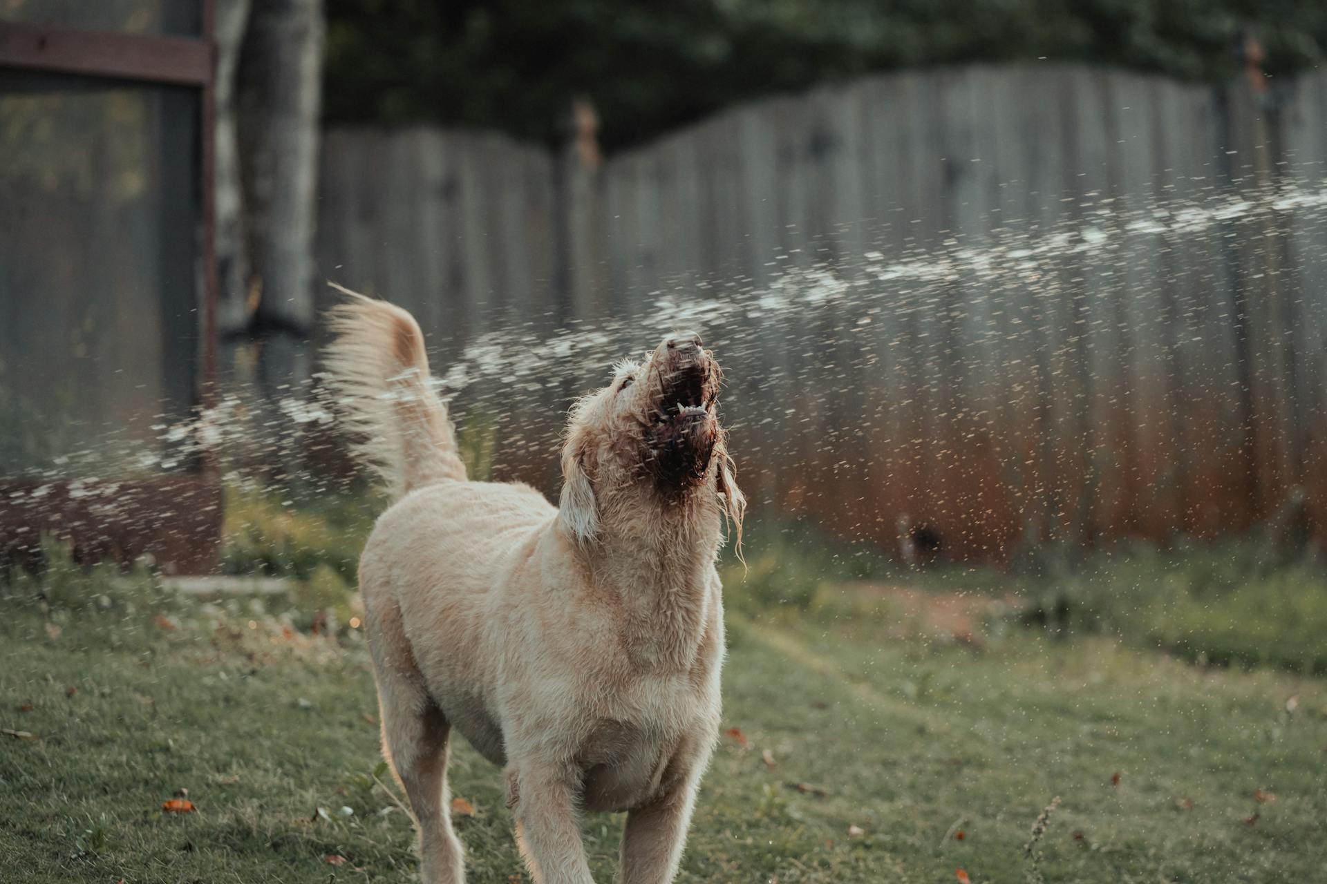 Dog Barking at a Squirting Water