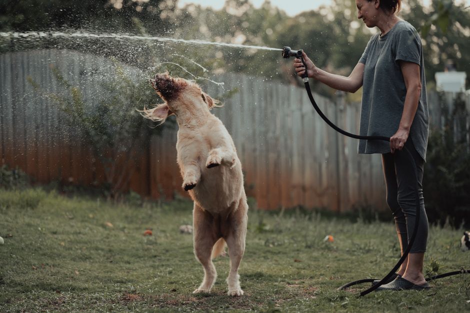 A woman waters a playful dog in a sunny backyard, creating a joyful scene in Alpharetta, GA.