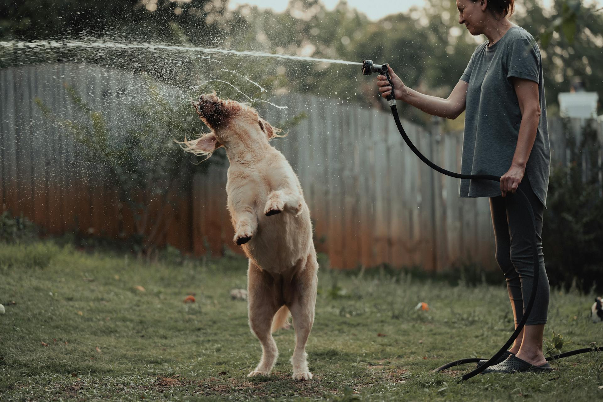 Woman Watering Dog