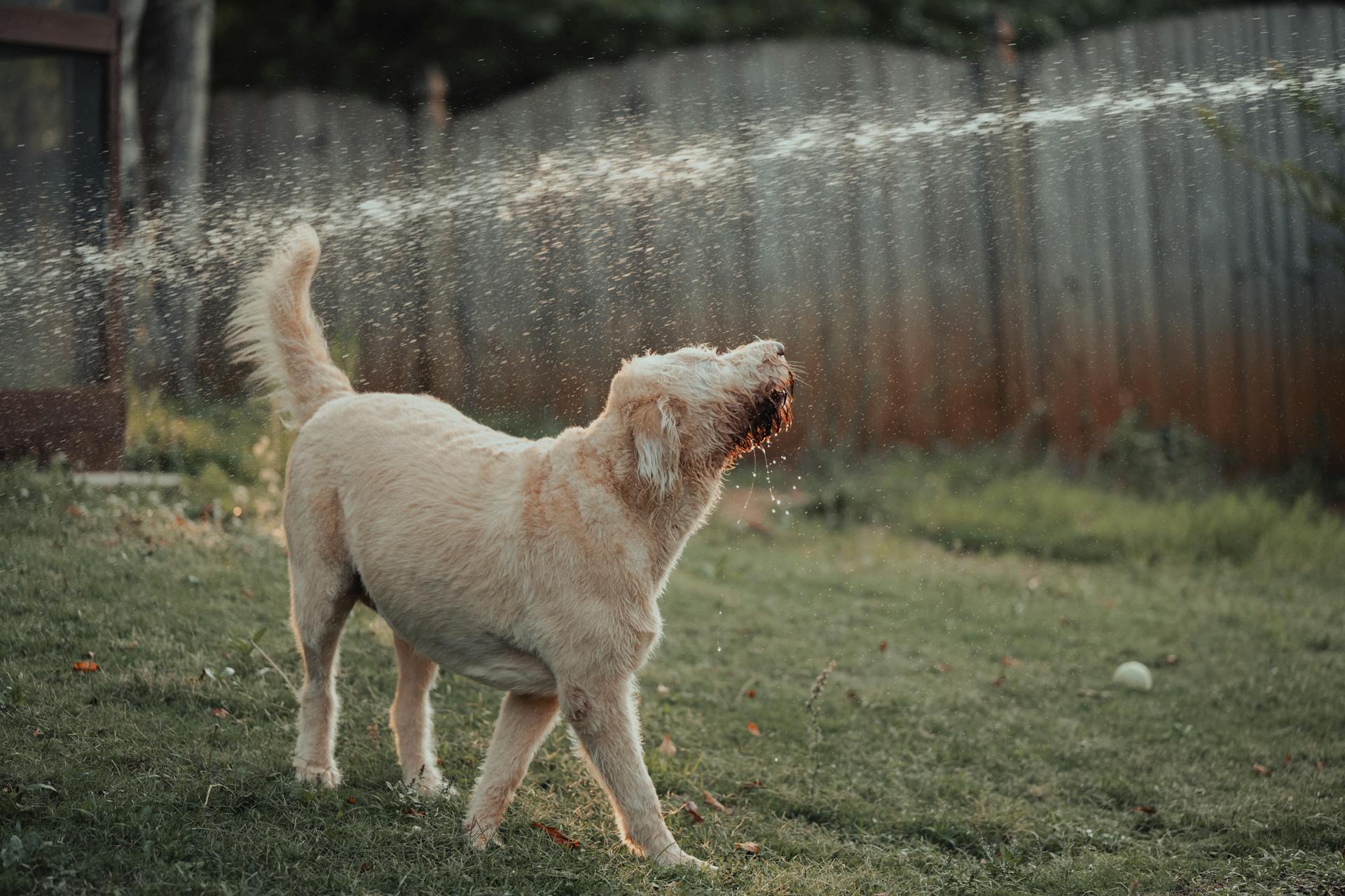 Le chien sous l'eau dans le jardin