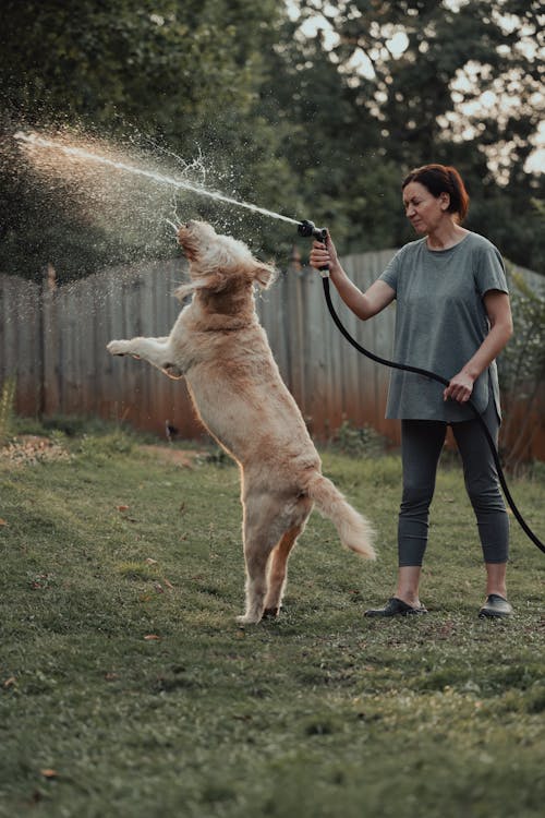 Безкоштовне стокове фото на тему «labradoodle, альфаретта, атмосферний»