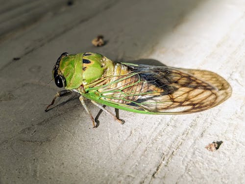 Free stock photo of bright green, bug, cicada