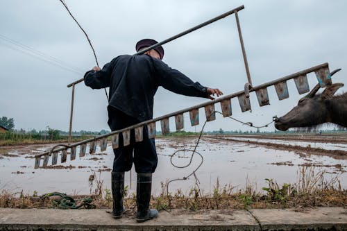 Farmer Carrying a Plow and Leading an Ox into Paddy Field