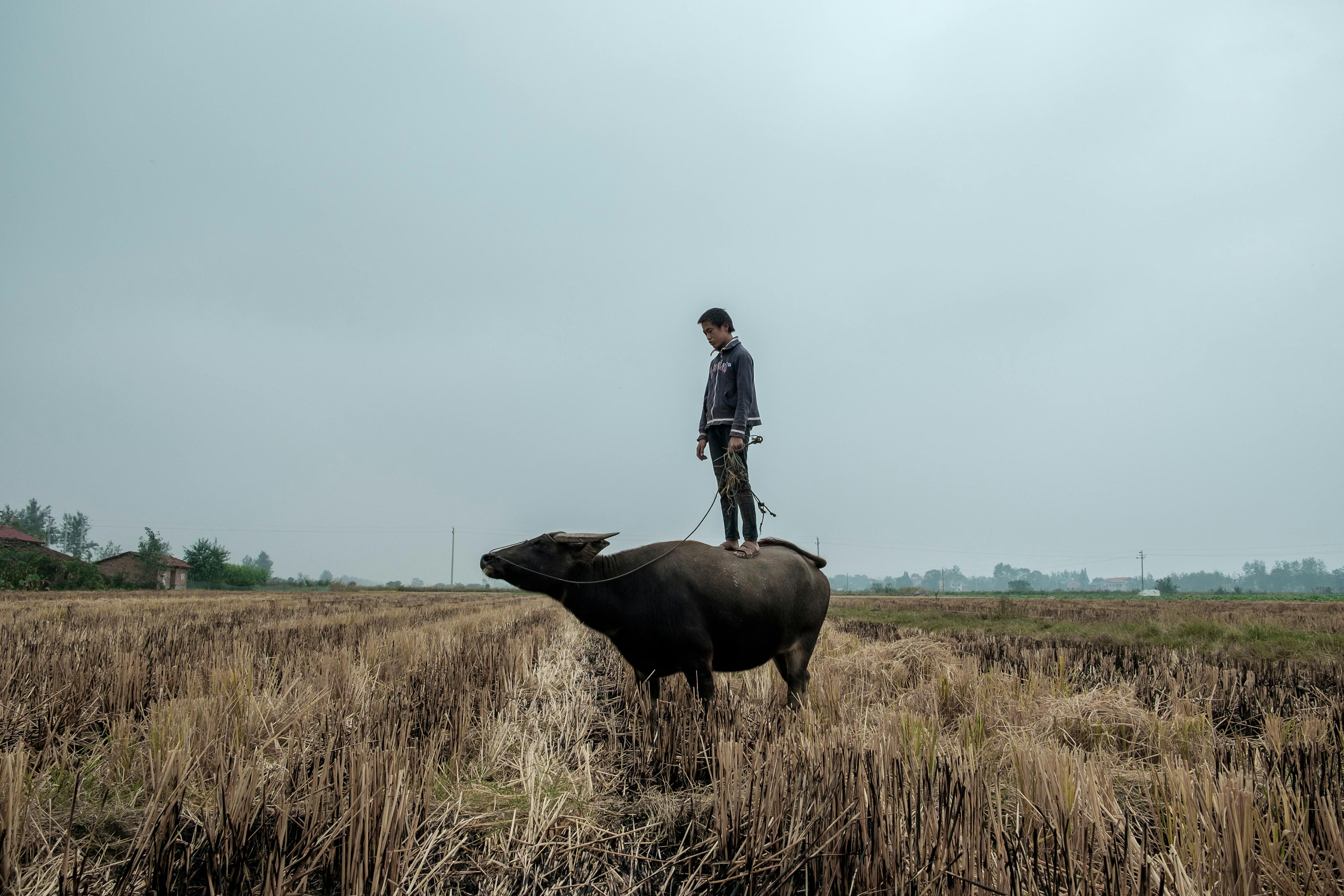Boy standing on a water buffalo in a rural field, showcasing traditional farming life.