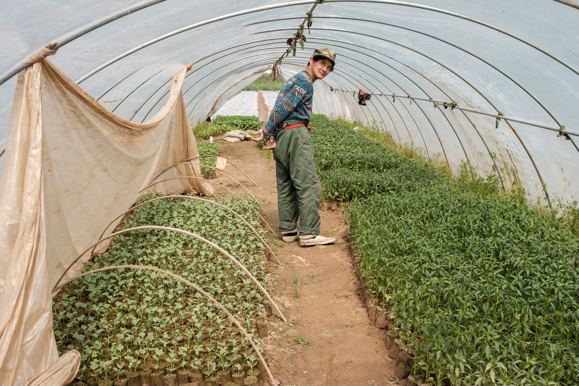 Senior male gardener checking plants in a greenhouse tunnel on a sunny day.