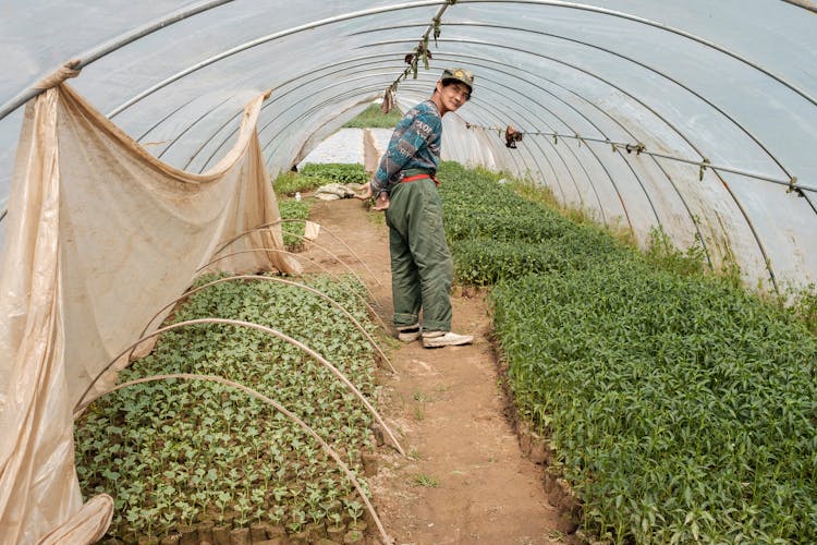 Elderly Man In A Greenhouse