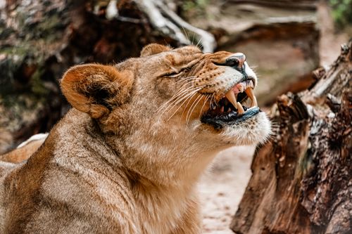 Free A powerful lion roars displaying its sharp teeth in an outdoor setting, Latvia. Stock Photo
