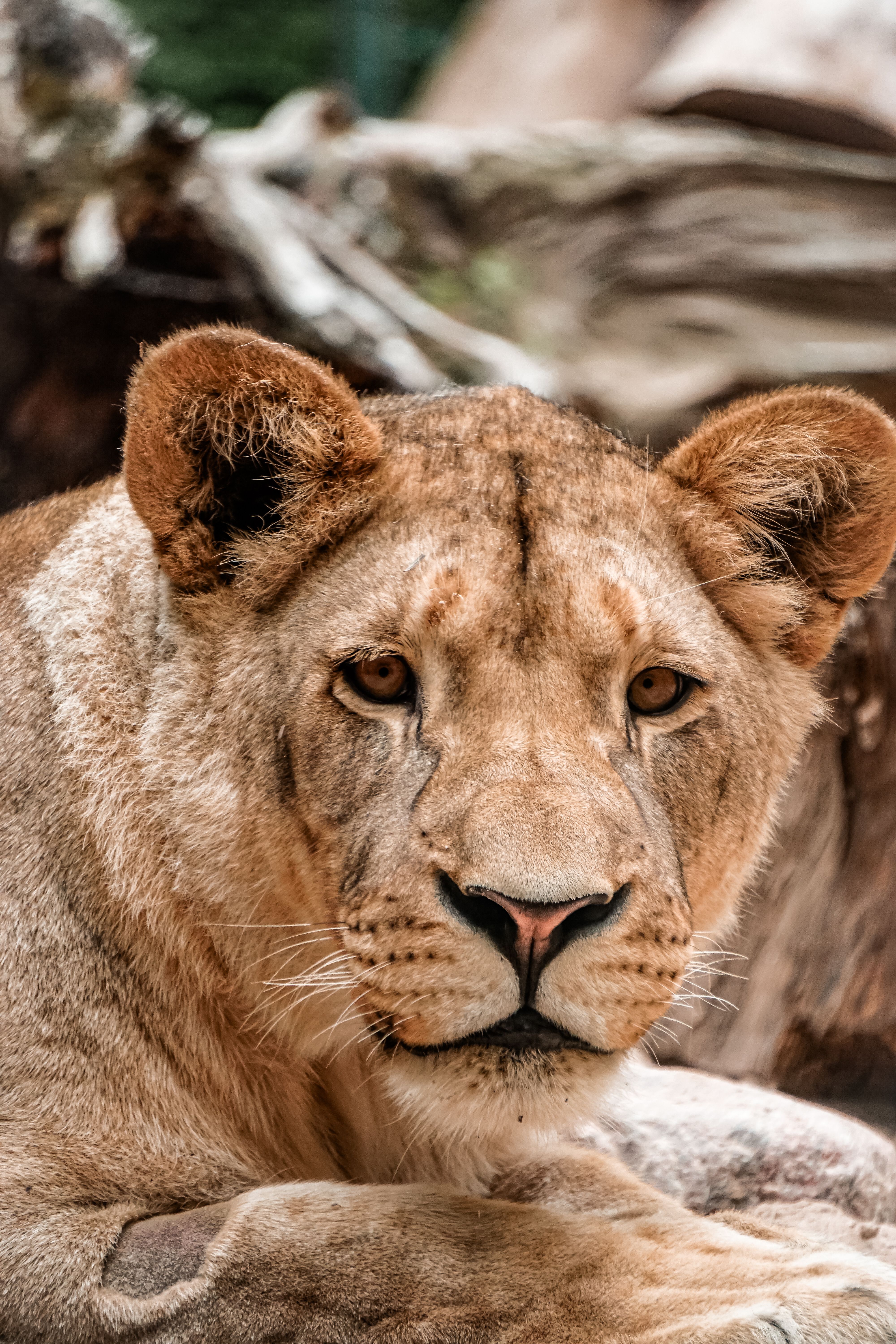 Безкоштовне стокове фото на тему «panthera leo, Африка, африканської дикої природи» стокове фото