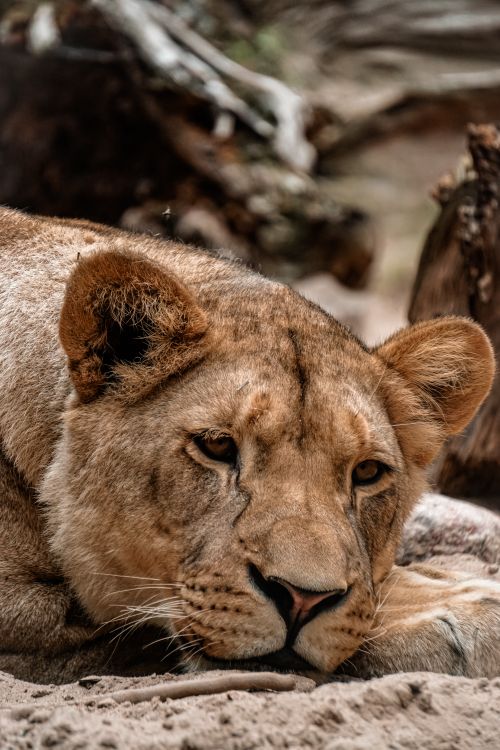 Безкоштовне стокове фото на тему «panthera leo, Африка, африканської дикої природи» стокове фото