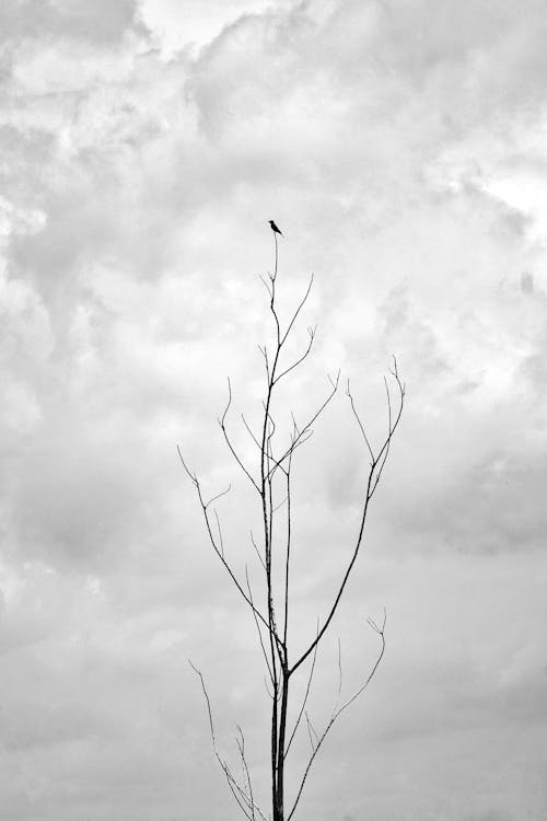 Foto profissional grátis de animal, árvore, ave