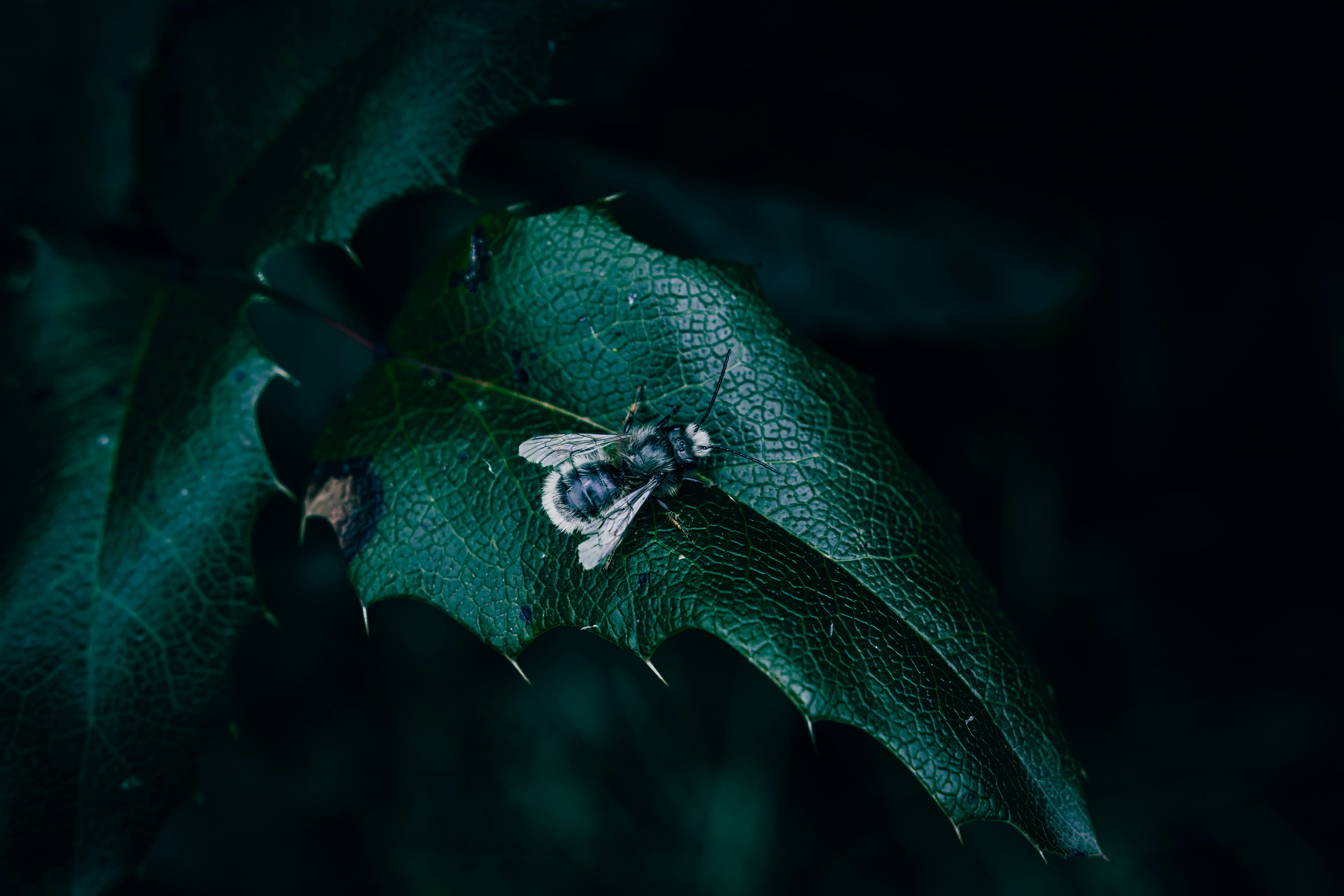 Macro outlook photos download the best free macro outlook stock photos