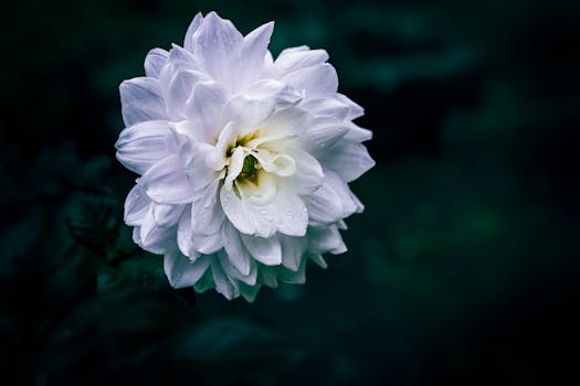 Close-up of a white dahlia with water droplets on petals against a dark background.