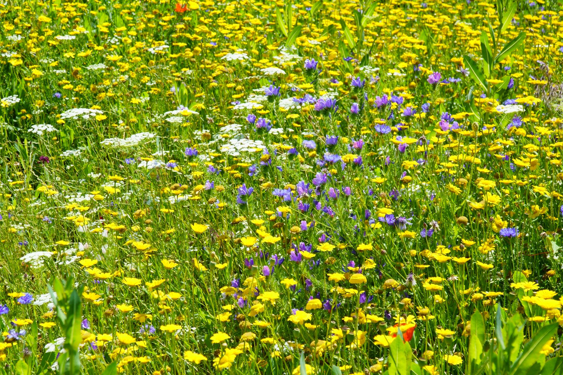 Cowslip Cluster