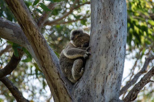 Koala Bear Sleeping on a Tree 