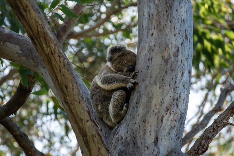 Koala Bear Sleeping On A Tree 