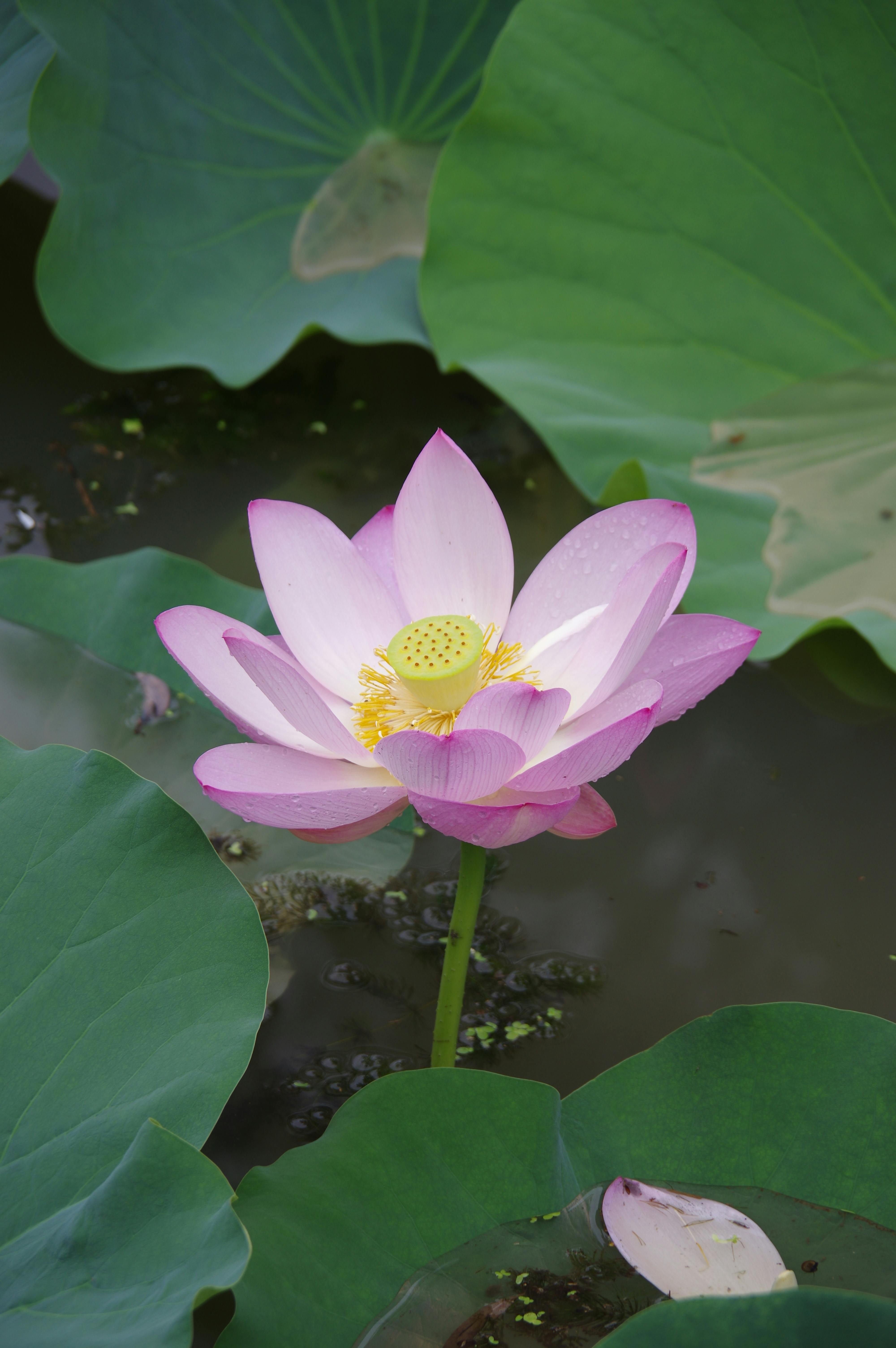 Lotus Flower in Dirty Water · Free Stock Photo